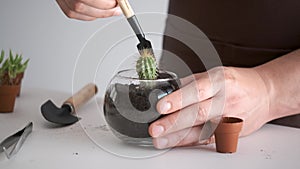 Man's hands embed a mini cactus in soil.