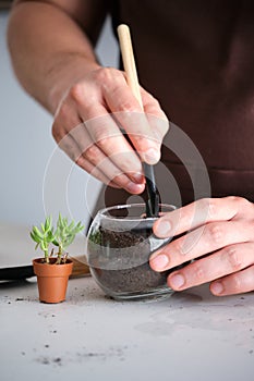 Man& x27;s hands filling a crystal vase with soil to repot a mini succulent plant.