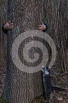 A man's hands grabbed a tree trunk. The cat is crawling in a tree