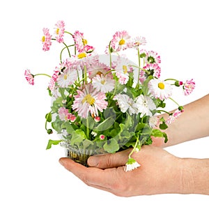 Man& x27;s hands hold pink blooming daisy seedling in plastic container isolated on white background.