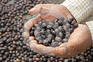 A manÂ´s hands holding dried coffee berries after a solar drying process