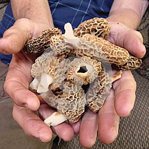 Man`s hands holding morel mushrooms.