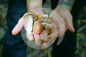 Man`s Hands Holding Mushrooms. Walk in the Forest.