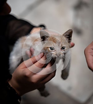 Man's hands holding a small white and golden cat