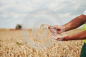 Man`s hands holds pod of wheat. Combine harvester behind in the field