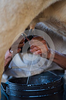 Man's hands milking a cow while milk falls into a container.
