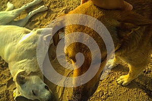 Man's hands petting a dog on beach. Interaction with other life forms, friendship on trust, helping organisms in