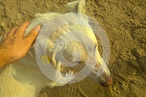 Man's hands petting a dog on beach. Interaction with other life forms, friendship on trust, helping organisms in