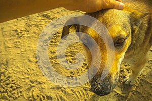 Man's hands petting a dog on beach. Interaction with other life forms, friendship on trust, helping organisms in