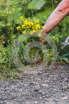 Man`s hands picking fresh medicinal herb St. John`s wort photo