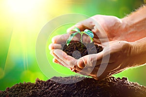 Man`s hands planting the seedlings into the soil