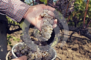 Man`s hands put grapes in wooden bucket full with amber grapes.