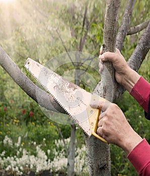 Man's hands sawing a tree