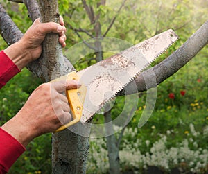 Man's hands sawing a tree