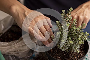 Man`s hands with soil to plant succulent in pot