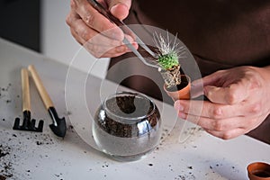 Man's hands using tweezers to repot a mini cactus Un Pico.