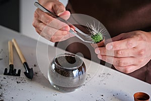 Man's hands using tweezers to repot a mini cactus Un Pico.