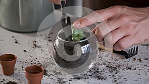 Man's hands using tweezers to repot a mini Little Jewel succulent plant.