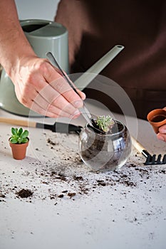 Man& x27;s hands using tweezers to repot a mini succulent plant.