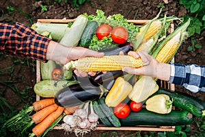 Man`s hands and women holding corn in the background wooden crate full of vegetables from organic garden. Harvesting homegrown