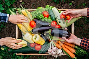 Man`s hands and women holding vegetables in the background wooden crate full of vegetables from organic garden. Harvesting