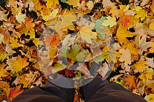 Man`s legs in boots and gray jeans standing on ground with gold autumn leaves, top view.
