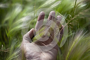 The man`s palm is touching the wheat.