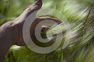 The man`s palm is touching the wheat.