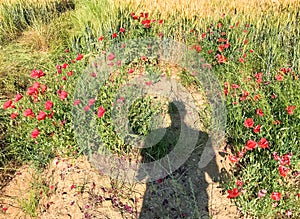 Man's shadow on poppies meadow, Italy