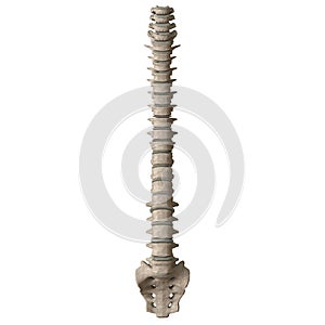 A man`s spine on a white background. Isolate