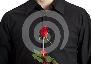 Man's torso with red rose in front