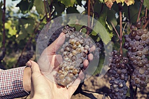 Man`s and woman hands holding together amber grapes.