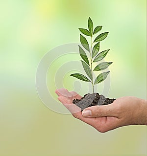 Sapling in hand