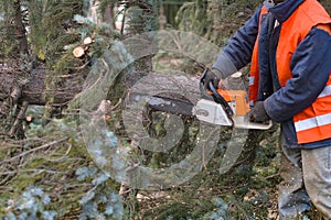 Man sawing a tree