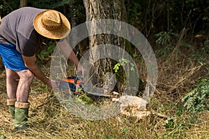 Man saws an acacia tree with a chainsaw in the woodland