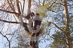 A man saws branches at a height climbing a tree