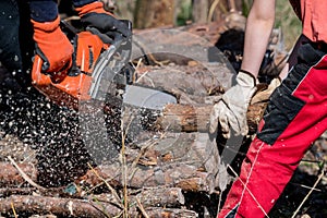 Man saws firewood with a red chainsaw