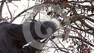 Man saws off the apple tree branch