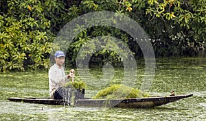 Man Scooping Moss from Pond