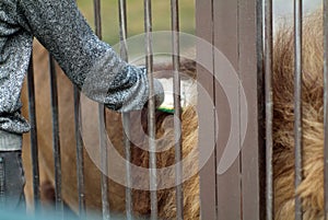 A man scratches a lion in a cage at the zoo