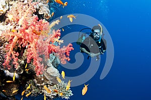 Man scuba diver and red coral