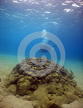 Man scuba diving to explore the undersea shoals