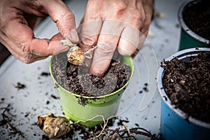 A man separates yacon rhizomes from the tuber