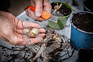 A man separates yacon rhizomes from the tuber