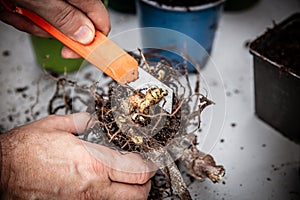 A man separates yacon rhizomes from the tuber