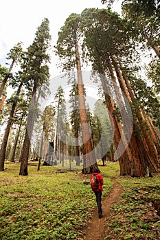 Man in Sequoia national park in California, USA photo