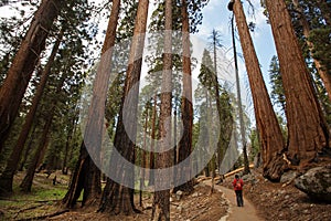 Man in Sequoia national park in California, USA