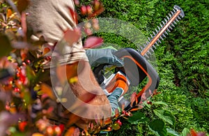 Man Shaping Hedge Using Cordless Electric Trimmer