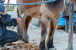 Man shearing a brown horse with a professional clipper