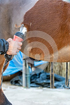 Man shearing a brown horse with a professional clipper